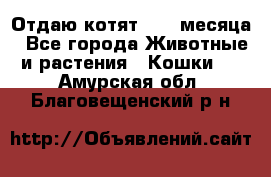 Отдаю котят. 1,5 месяца - Все города Животные и растения » Кошки   . Амурская обл.,Благовещенский р-н